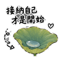 千秋荷花