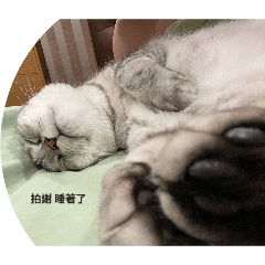 麻糬懶惰日常