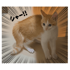 猛獸阿莫闖天下