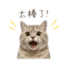 藍金曼赤肯大發妹