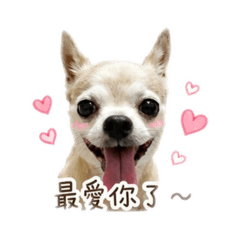我的寶貝兒子毛毛