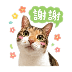 小三元滾滾是三花哈基咪