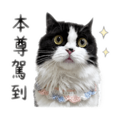 Nunustickers