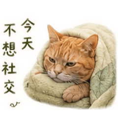 陳小橘的日常生活5