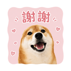 柴犬偶咦