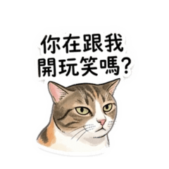 三花貓肉肉的日常