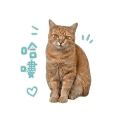 胖町胖達