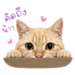 Ying_20260502094548