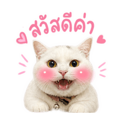 Shiro_20260502100102