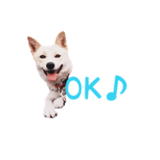 Love@dog