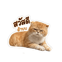 Kung Fu Naruk