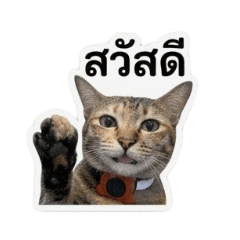 chioiw_20260502111257