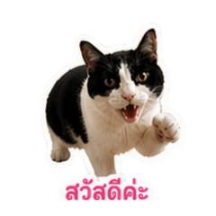 sarawut jaisaard_20260502111603