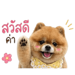 little dog so cute ka