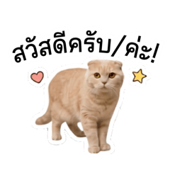 Milkkookku