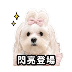 馬爾濟斯日常用語-LuLu
