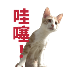 好怪的貓