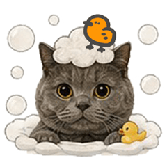 Sock Cat & Brooke 11 - WUWU