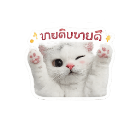 Cat Kim_20260502115519