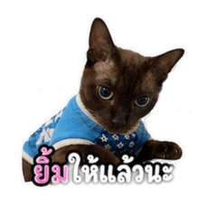 kifzaza28_20260502120917