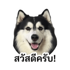 Angpaodoggy