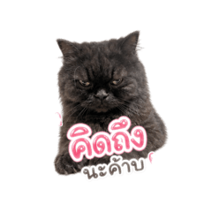 Natthawee_20260502122630