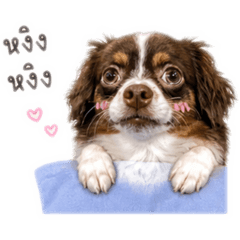 Love dog_20260502122804