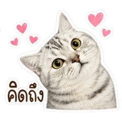 Maruay_151067