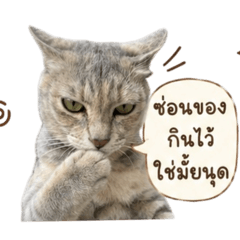 Nutcha.z_20260502123323