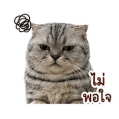 Nong Chacoal_20260502124131