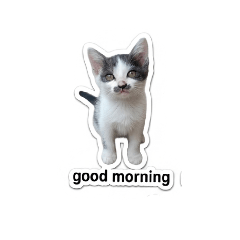 cat_20260502125359