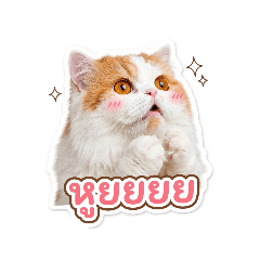 Aunpung meow_20260502130827
