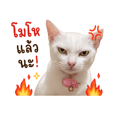 Meaow So Cut_20260502131030