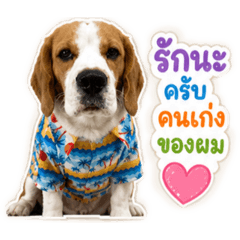 Shiro_Beagle_20260502132151