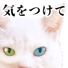 オッドアイの猫シロちゃん Line スタンプ Line Store