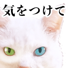 Odd-eyes cat Shiro-chan(1)
