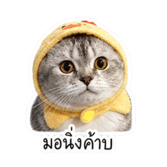 Ashi1811