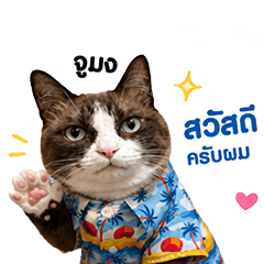 Jumong Cat