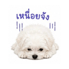 Piyawat_20260504123404