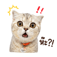 Udon & Oden Cat