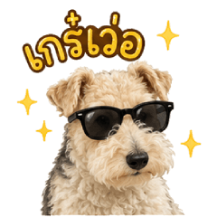 Lily diva dog