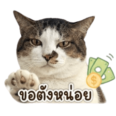 CAT TabbyCat So Cute V.2