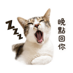 Pipi日常小劇場