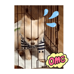 Ai_PET2