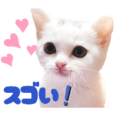 White cat stickers  cheer you everyday!