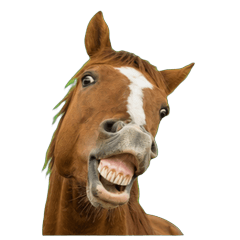 Racehorses making funny faces