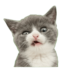Funny-faced kitten