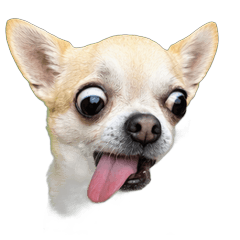 Funny-faced Chihuahua