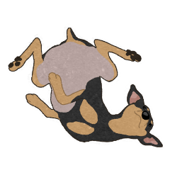 Miniature Pinscher of laidback 2
