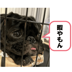 ninobo_20260620132927
